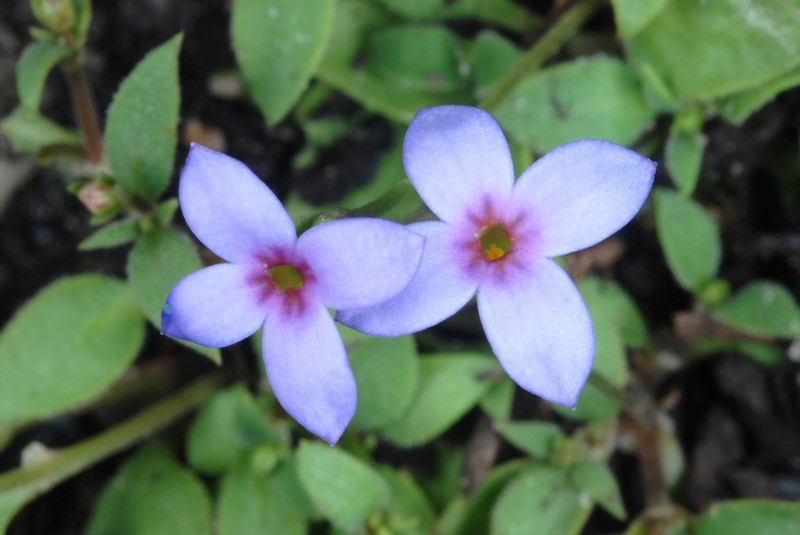 Tiny Bluet photo 2