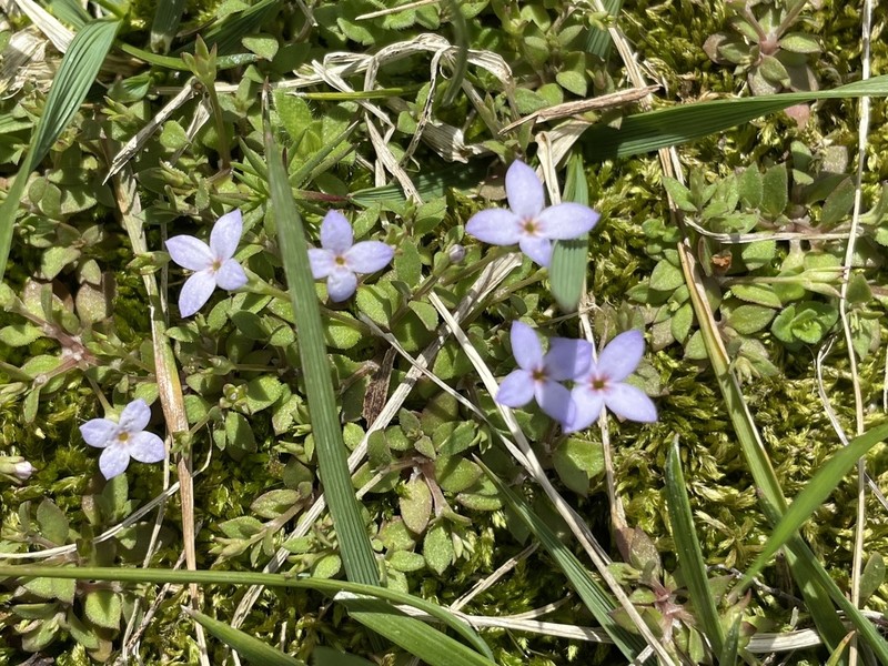 Tiny Bluet photo 3