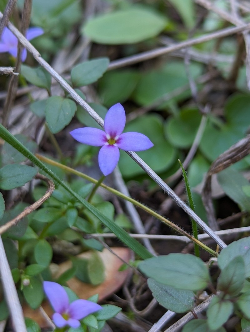 Tiny Bluet photo 4