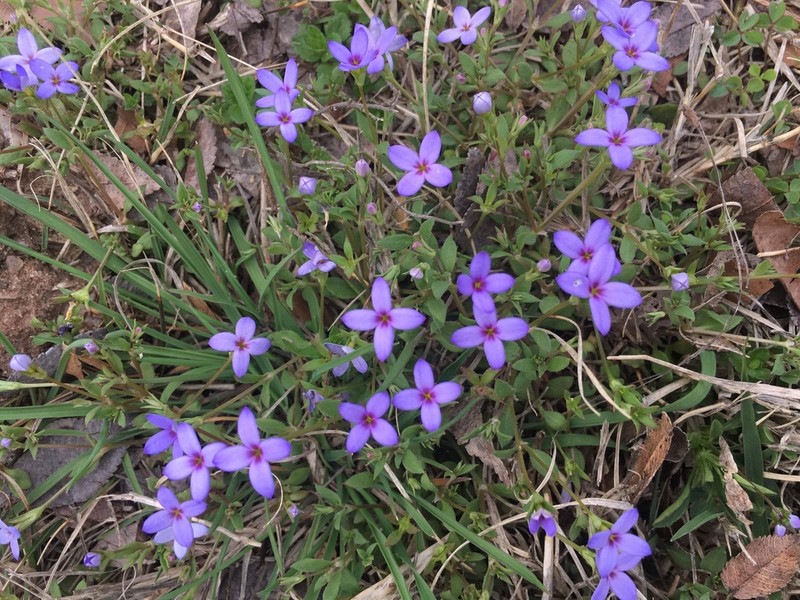 Tiny Bluet photo 5