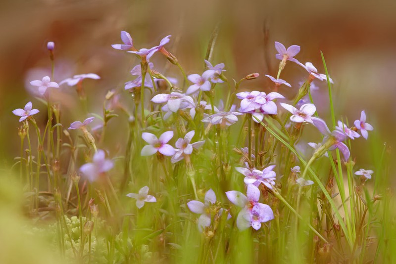 Tiny Bluet photo 6