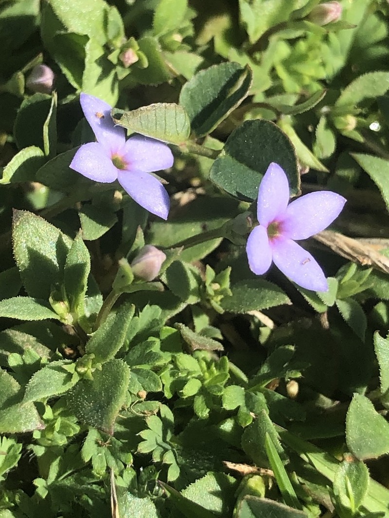 Tiny Bluet photo 7