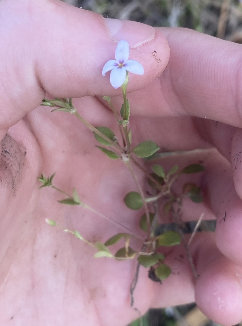 Tiny Bluet photo 8