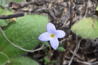 Rose Bluet