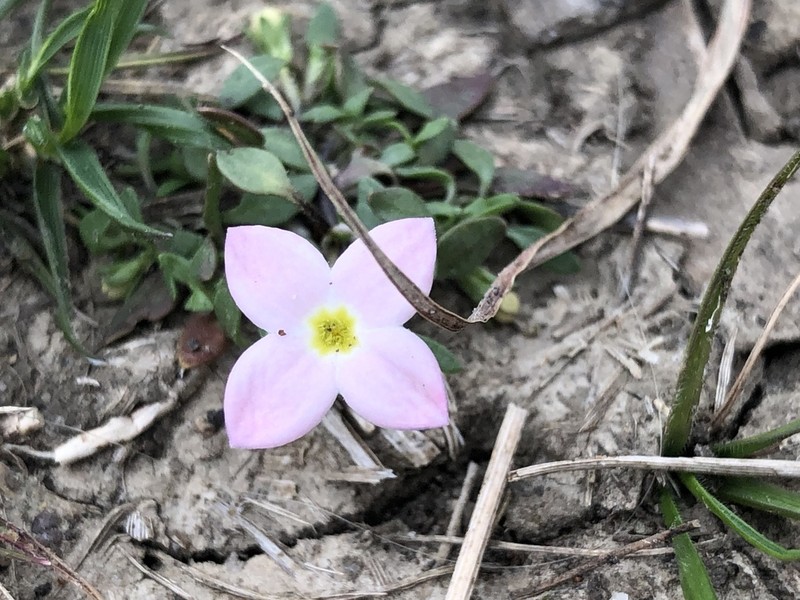 Rose Bluet photo 3