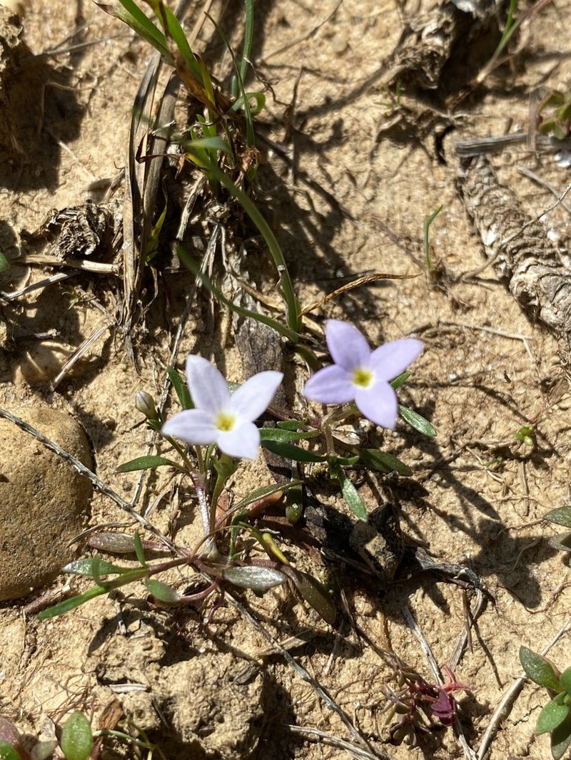 Rose Bluet photo 4