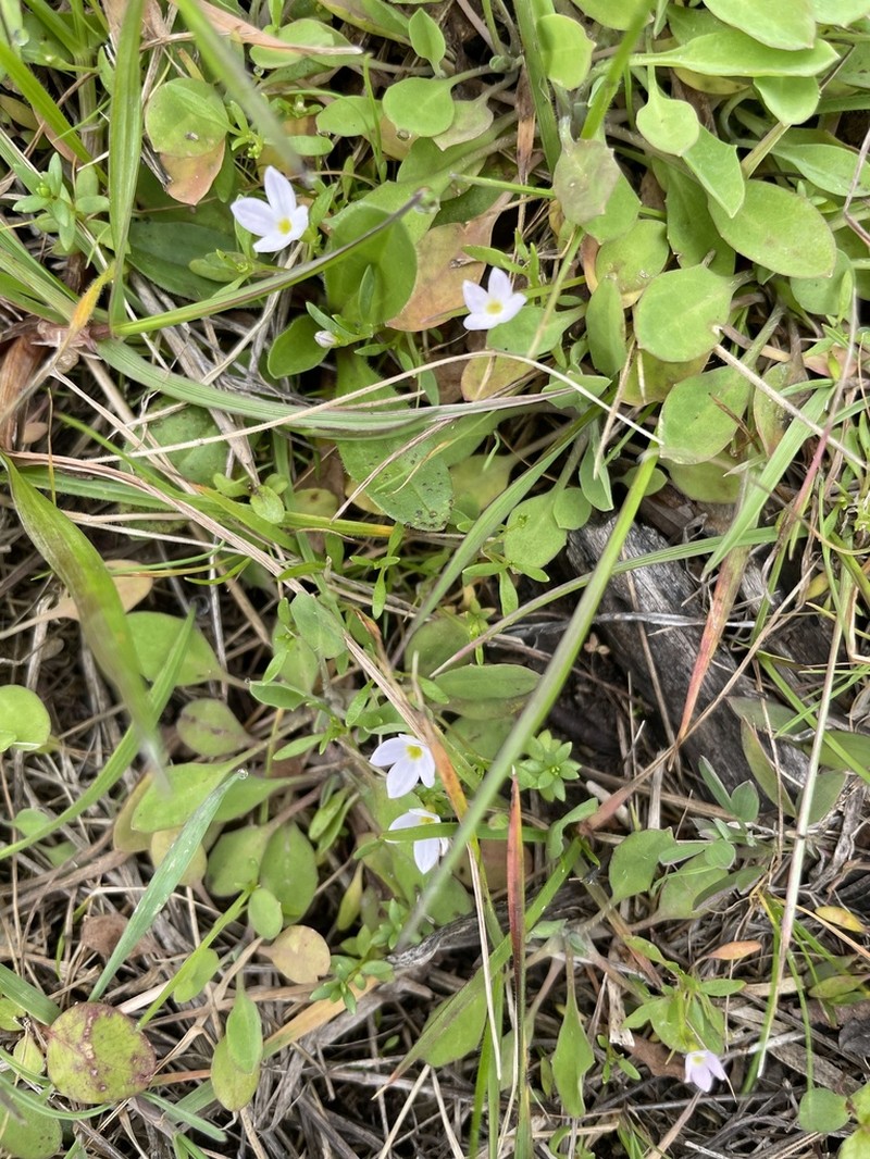 Rose Bluet photo 5