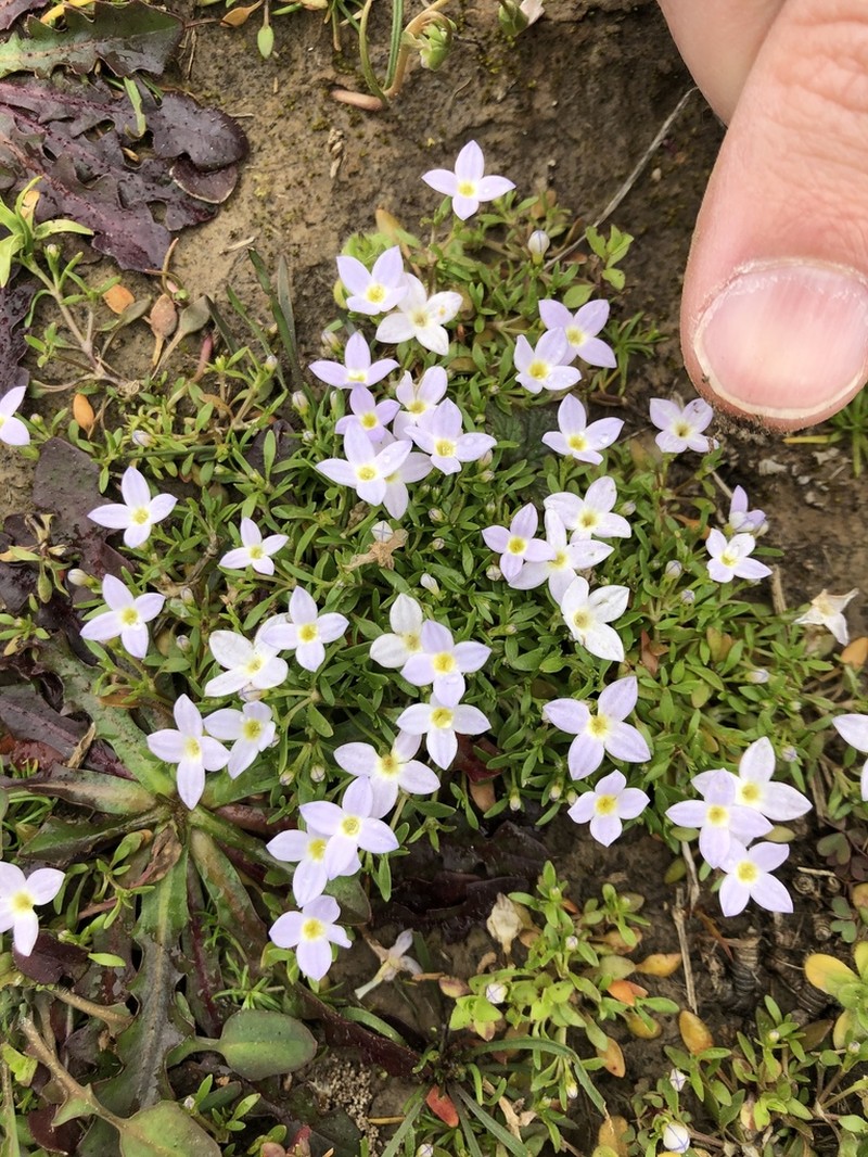Rose Bluet photo 6