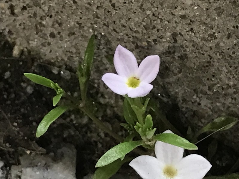 Rose Bluet photo 7