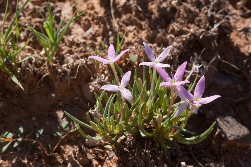 Red Bluet photo 4