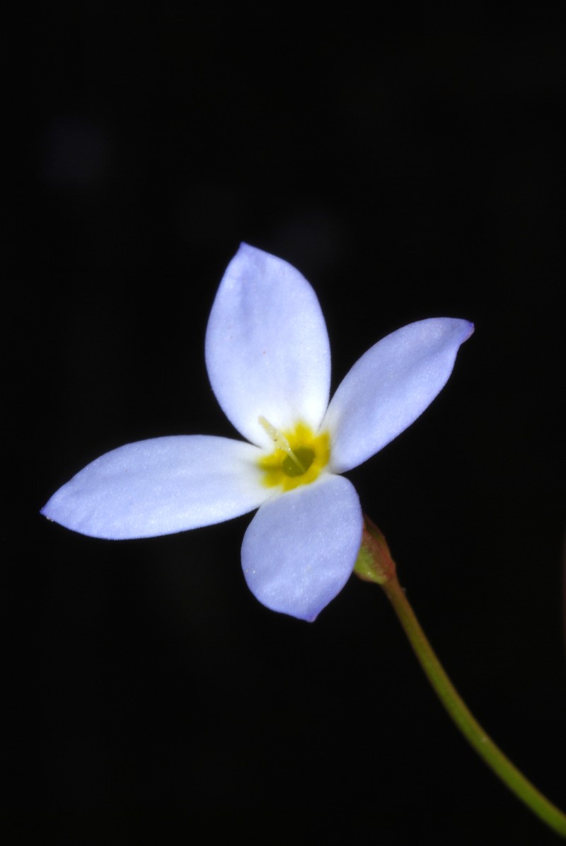 Thymeleaf Bluet photo 2