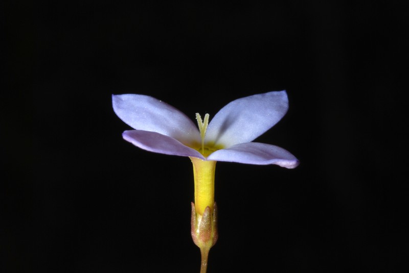 Thymeleaf Bluet photo 3