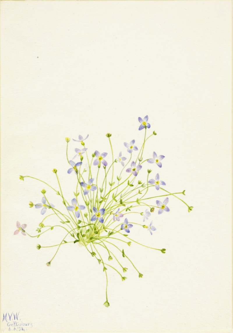 Thymeleaf Bluet photo 4