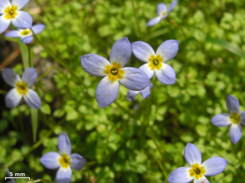 Thymeleaf Bluet photo 5