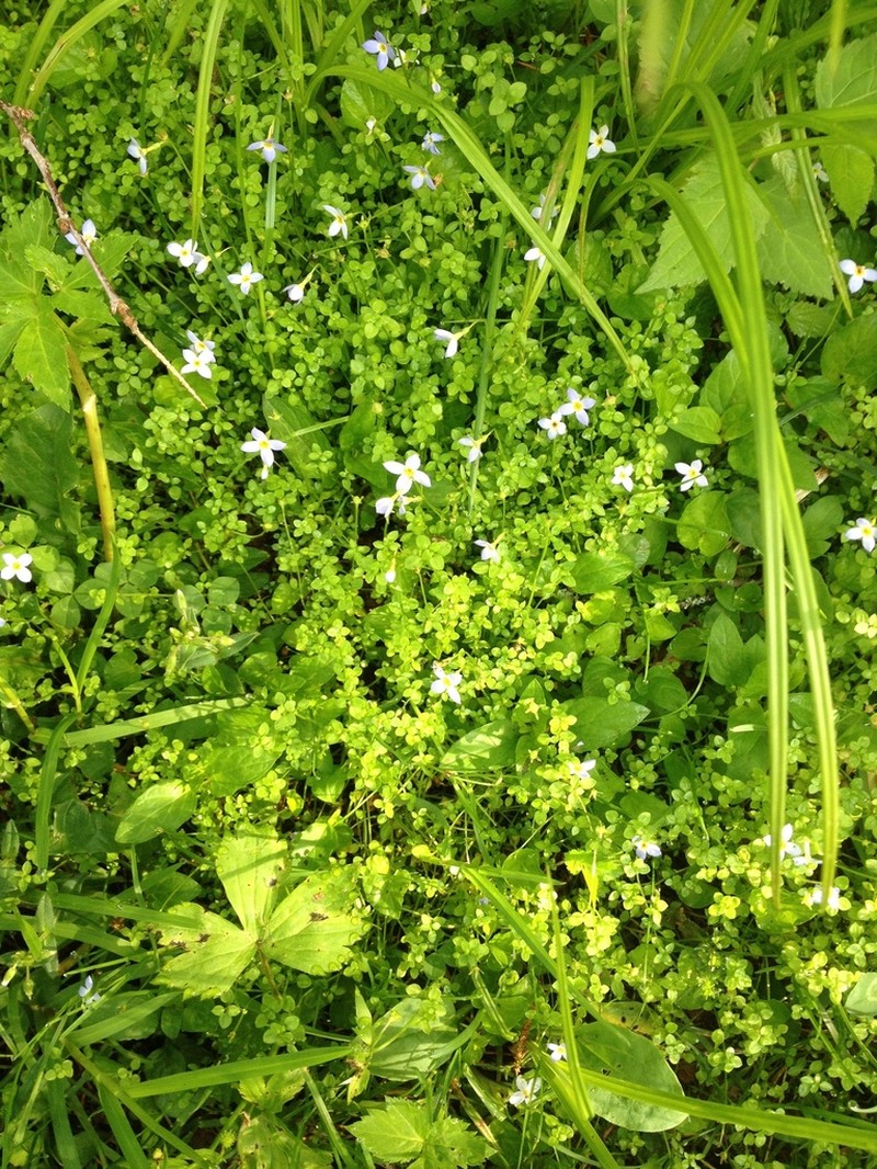 Thymeleaf Bluet