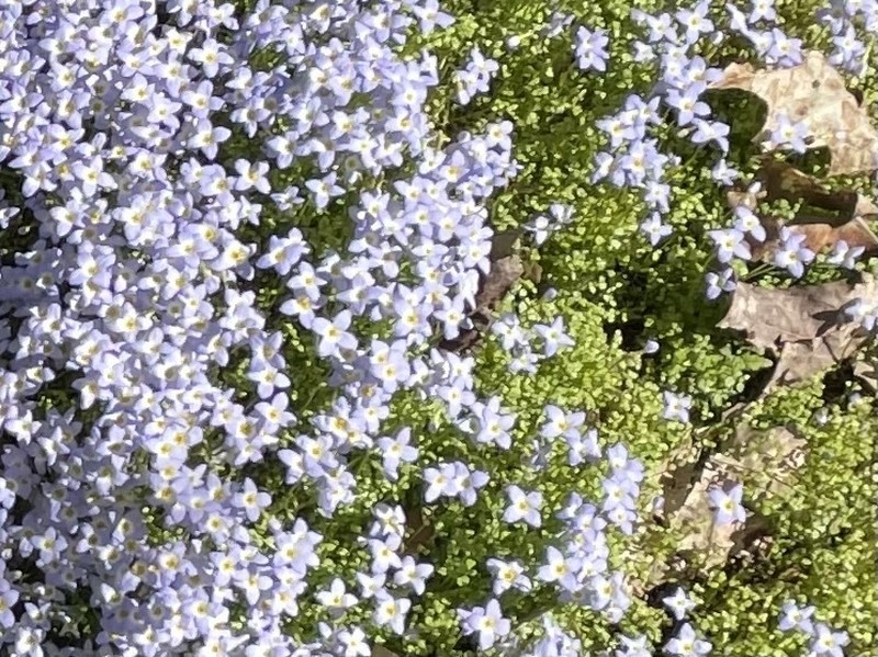 Thymeleaf Bluet photo 3
