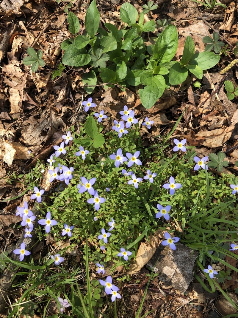 Thymeleaf Bluet photo 4