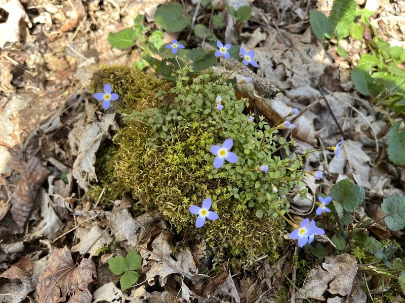 Thymeleaf Bluet photo 5