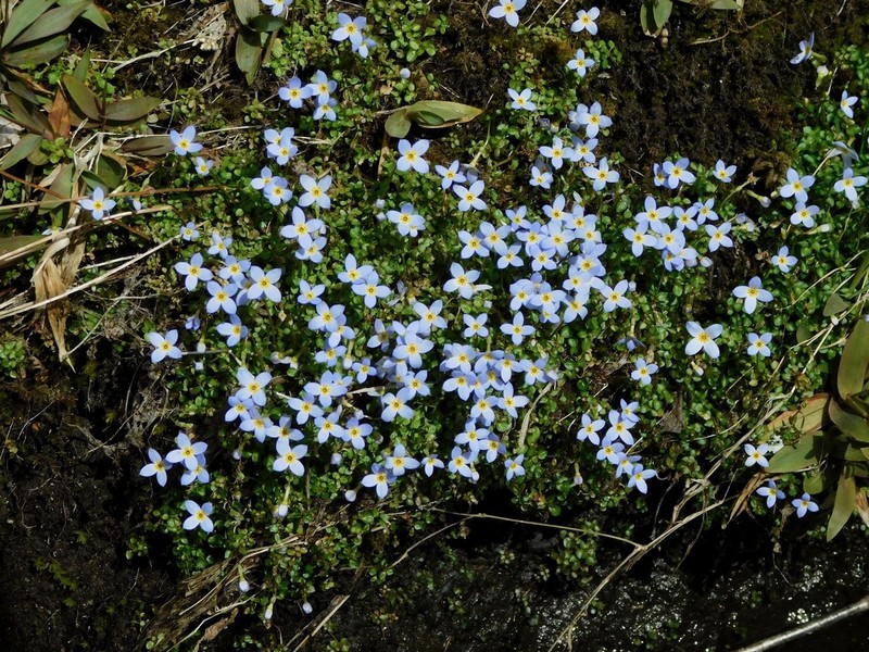 Thymeleaf Bluet photo 6