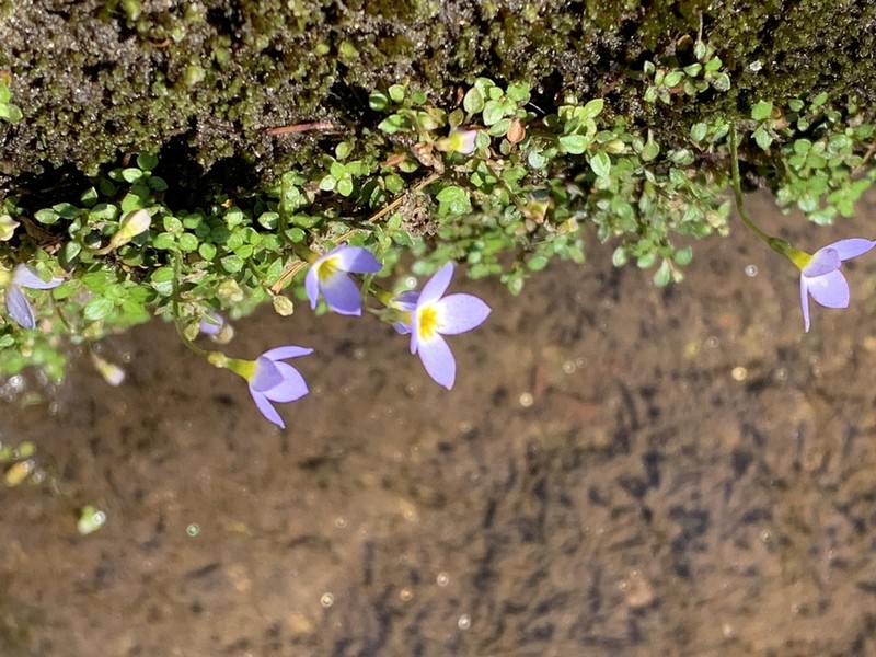 Thymeleaf Bluet photo 7