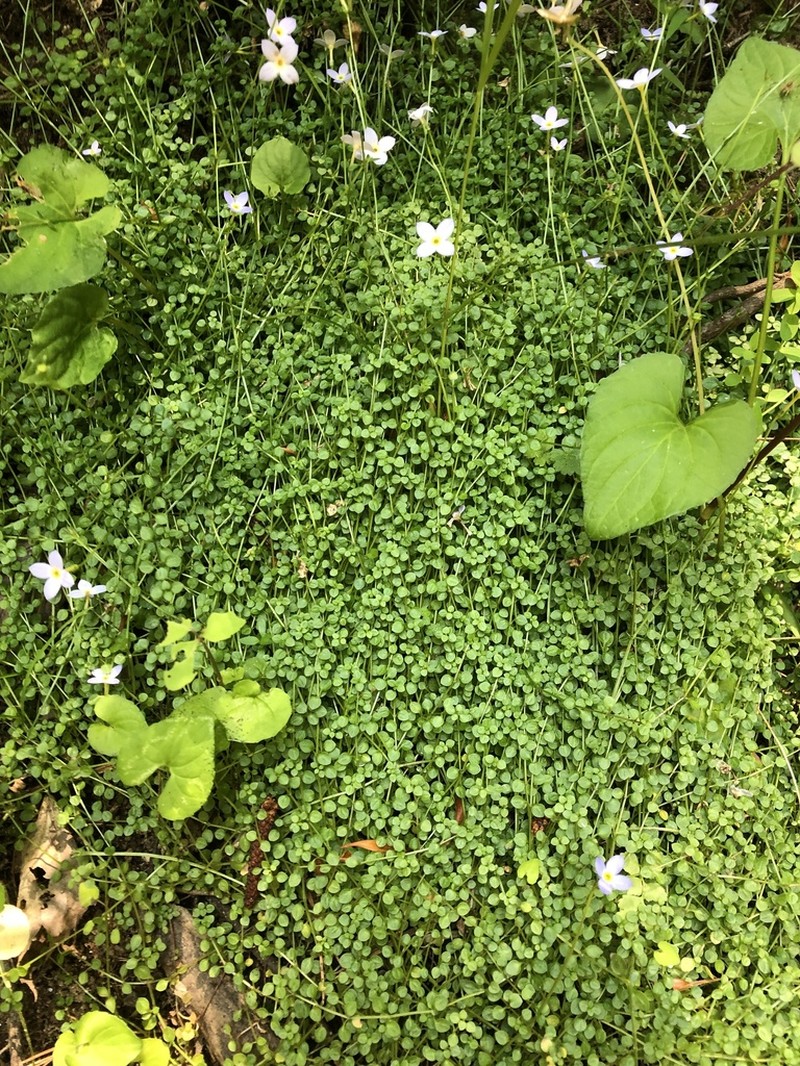 Thymeleaf Bluet photo 8