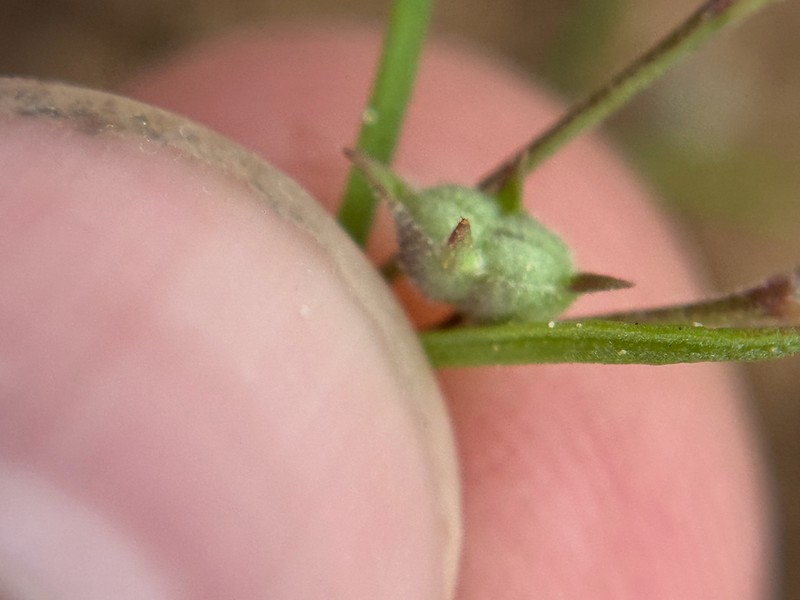 Nodding Bluet photo 4