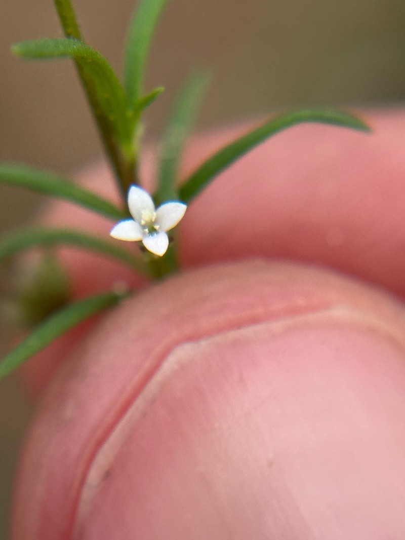 Nodding Bluet photo 5