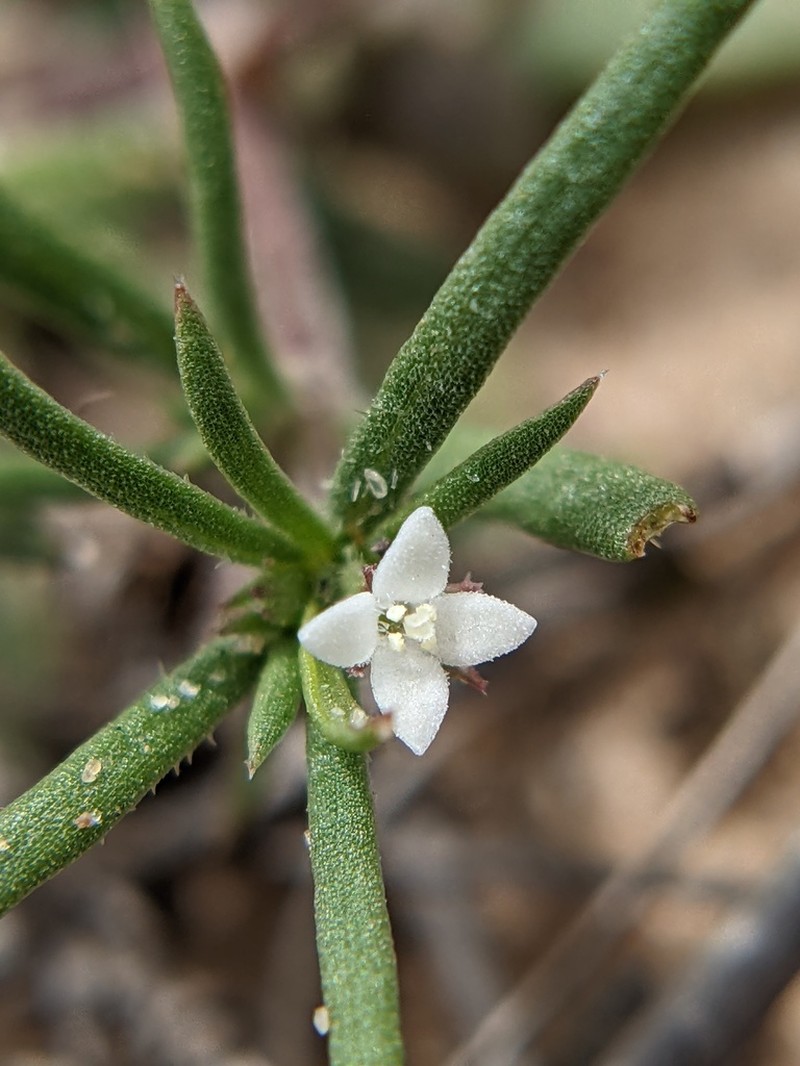 Nodding Bluet photo 6