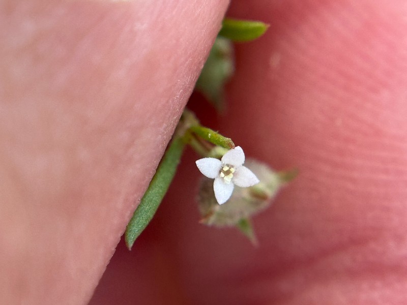Nodding Bluet photo 7