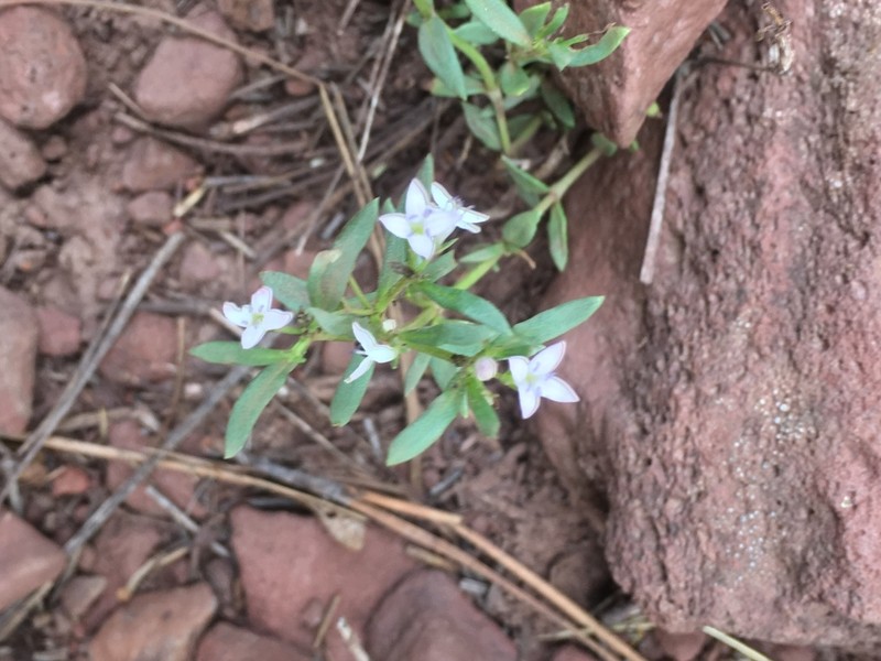 Pygmy Bluet photo 4