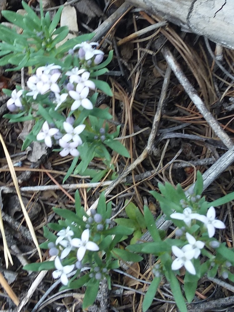 Pygmy Bluet photo 7