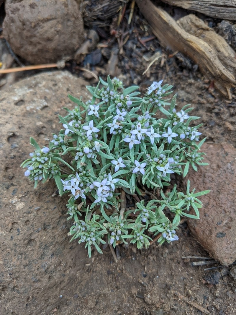 Pygmy Bluet photo 8