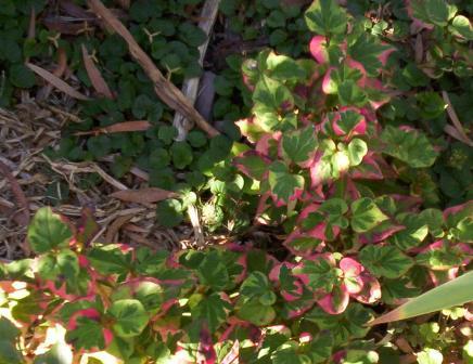Chameleon photo 6