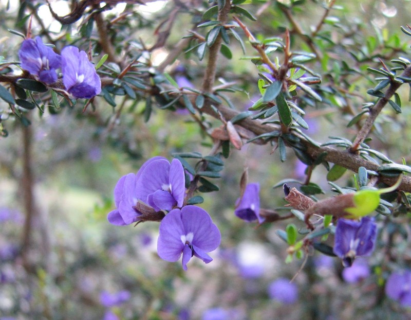 Hovea acanthoclada