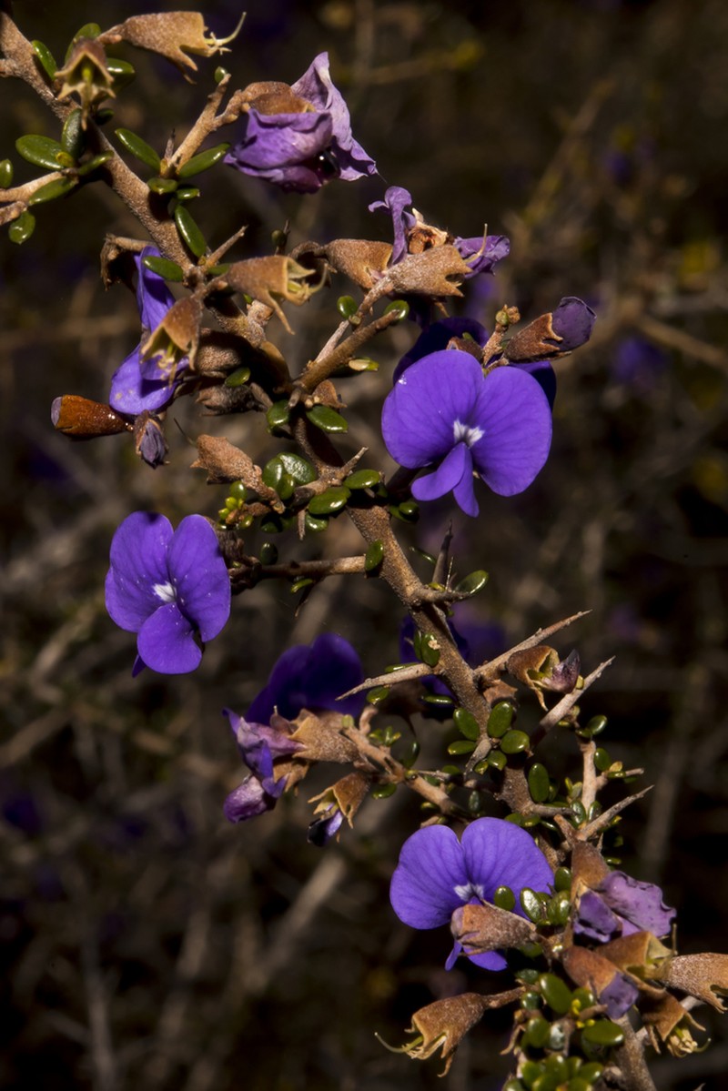 Hovea acanthoclada photo 2