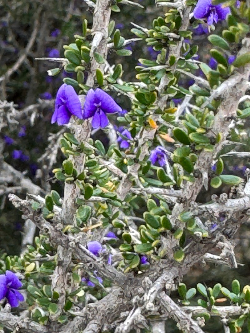 Hovea acanthoclada photo 3