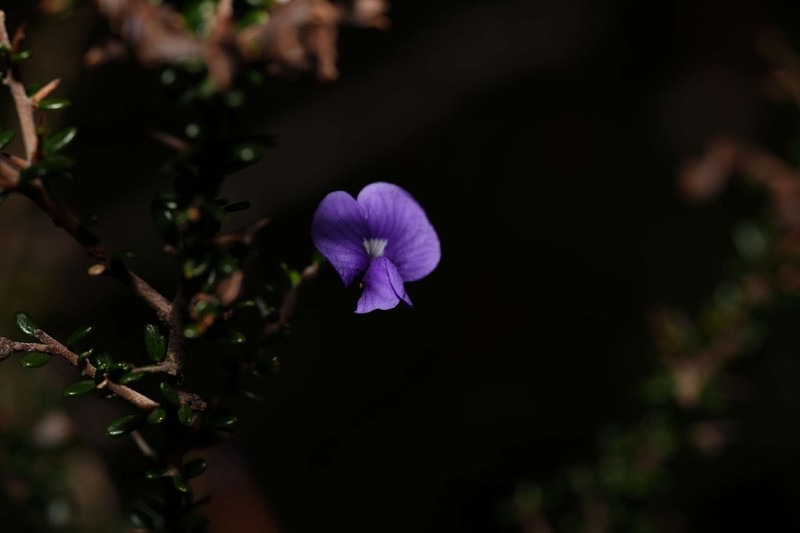 Hovea acanthoclada photo 4