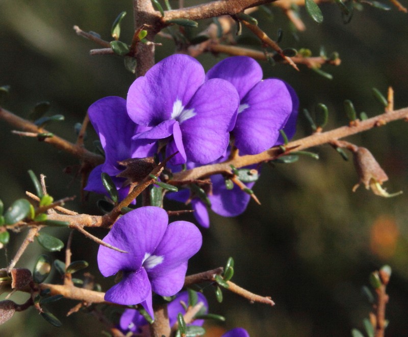 Hovea acanthoclada photo 5