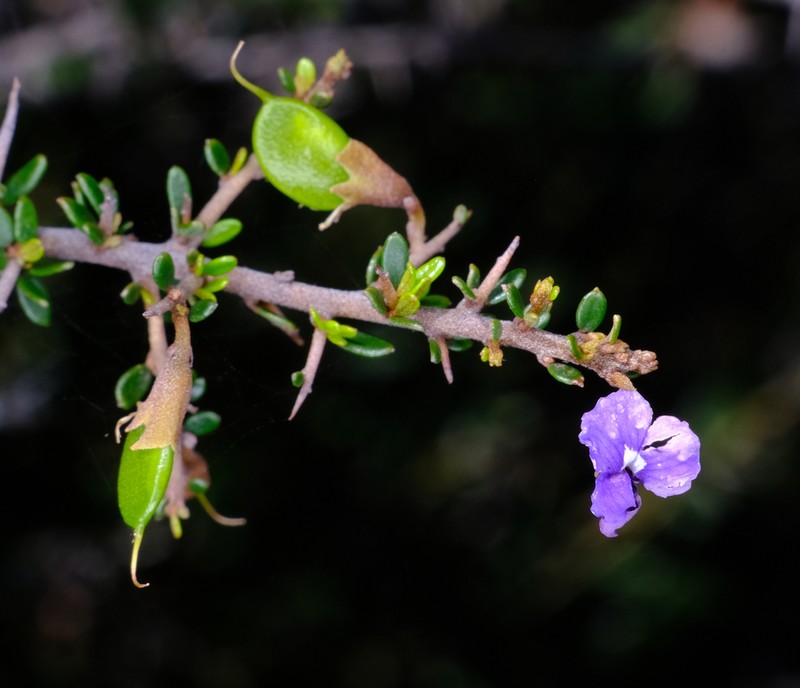 Hovea acanthoclada photo 6