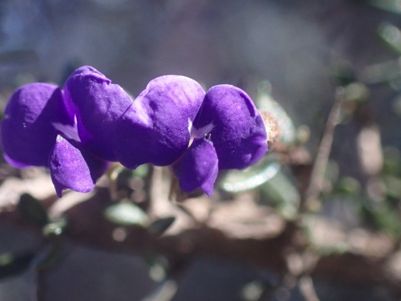 Hovea acanthoclada photo 7