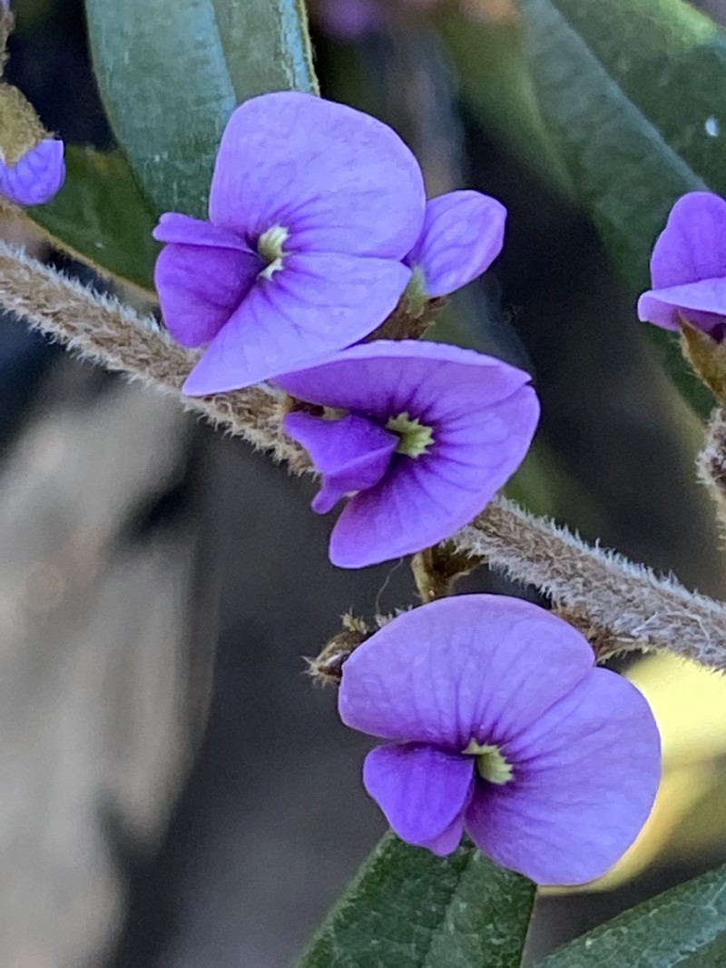 Hovea acutifolia