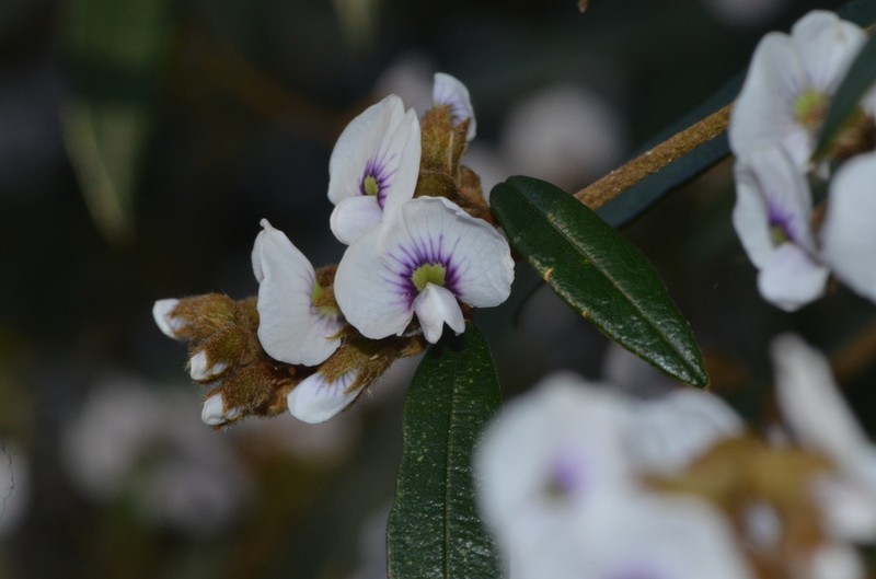 Hovea acutifolia photo 2