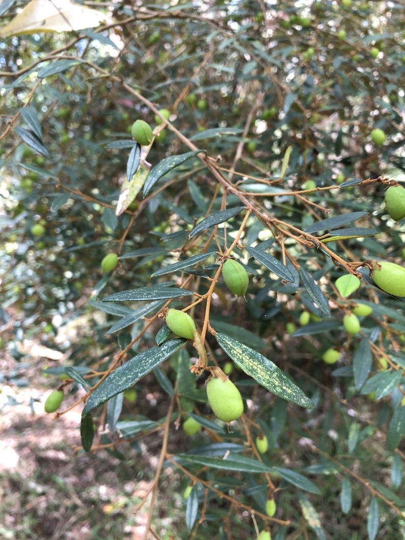 Hovea acutifolia photo 3