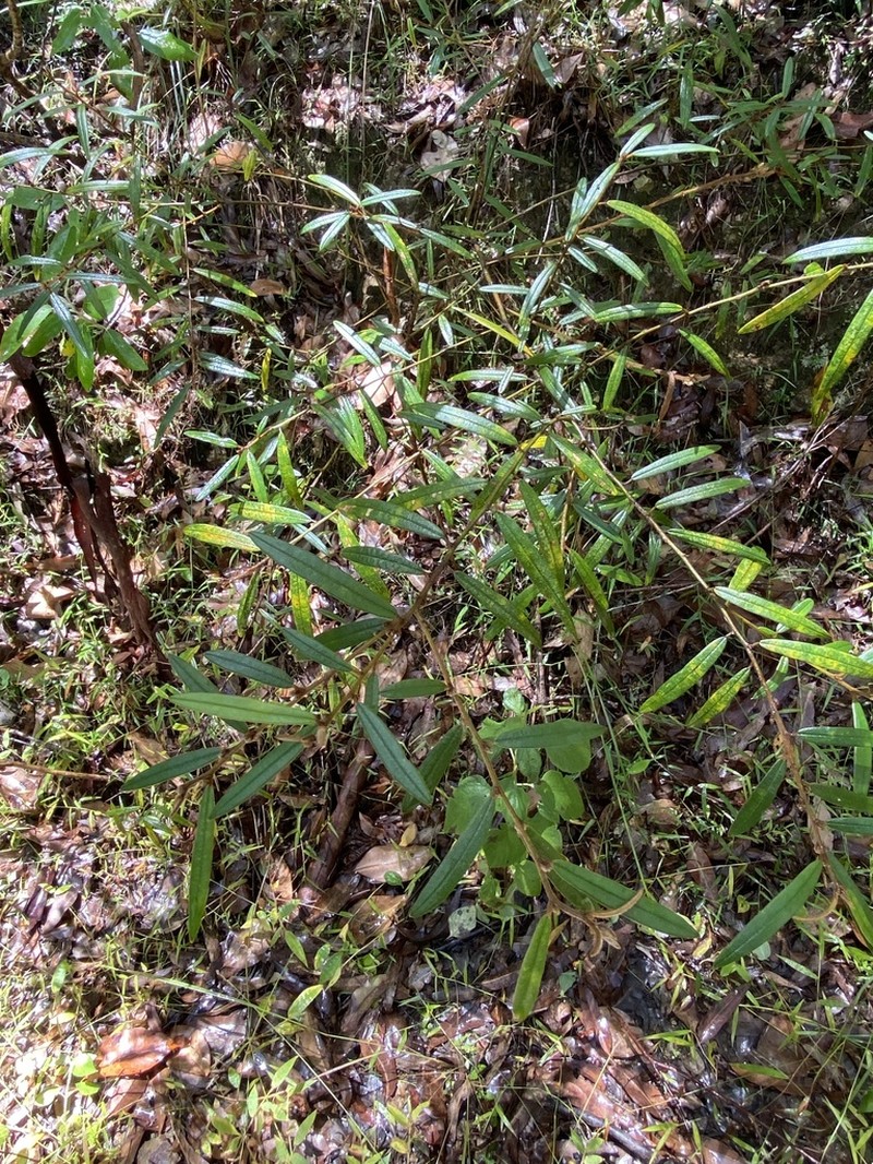 Hovea acutifolia photo 4