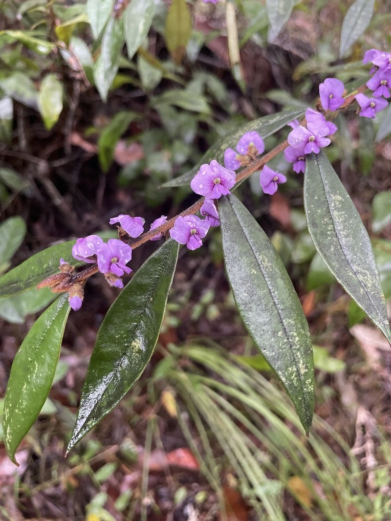 Hovea acutifolia photo 5