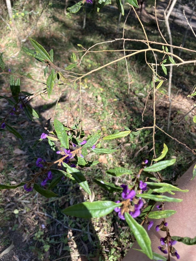 Hovea acutifolia photo 6