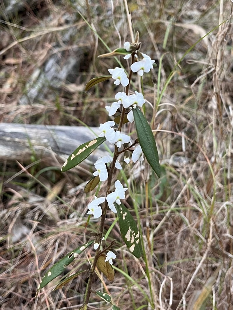 Hovea acutifolia photo 7