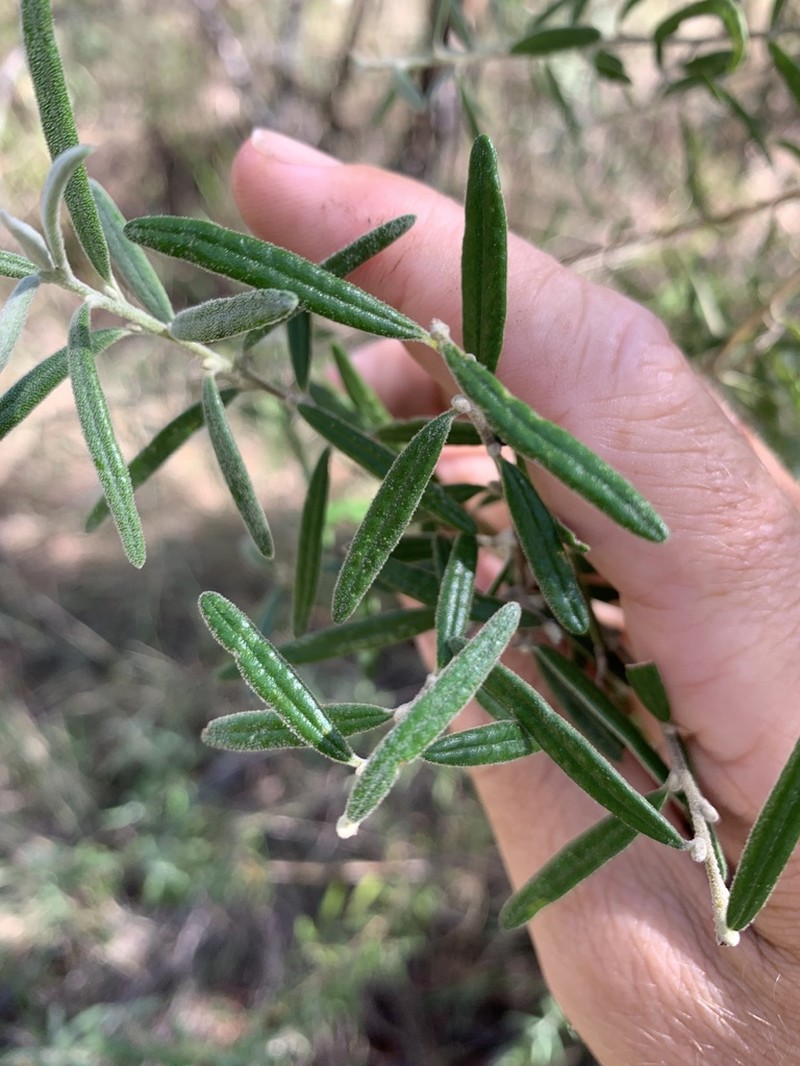 Hovea angustissima