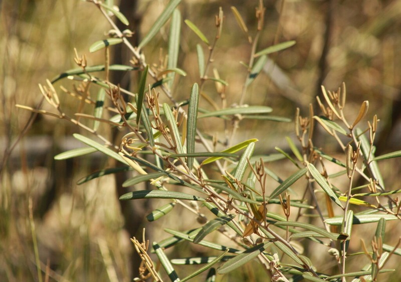 Hovea angustissima photo 2