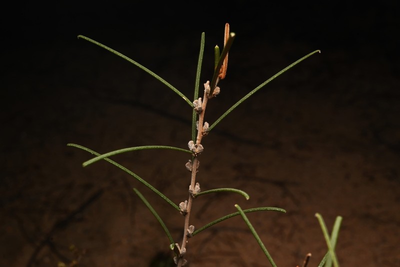 Hovea angustissima photo 3
